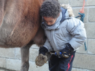 le poney club
