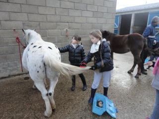 le poney club