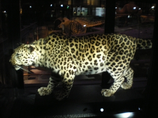 jardin des plantes