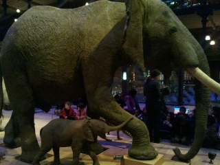 jardin des plantes