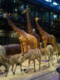 jardin des plantes