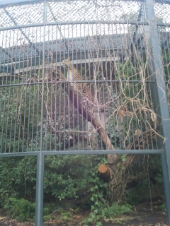 jardin des plantes