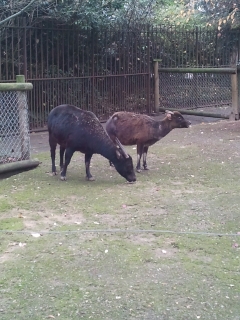 jardin des plantes