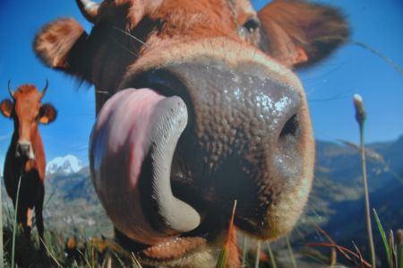 Oh la vache !